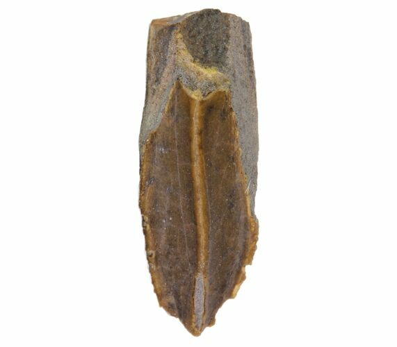 Edmontosaurus (Duck-Billed Dinosaur) Tooth - South Dakota #81662